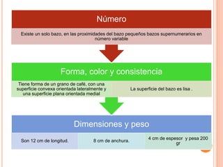 Dimensiones y peso
Son 12 cm de longitud. 8 cm de anchura.
4 cm de espesor y pesa 200
gr
Forma, color y consistencia
Tiene forma de un grano de café, con una
superficie convexa orientada lateralmente y
una superficie plana orientada medial
La superficie del bazo es lisa .
Número
Existe un solo bazo, en las proximidades del bazo pequeños bazos supernumerarios en
número variable
 