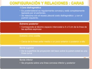 1.Cara diafragmática
• Es posterolateral es regularmente convexa y está completamente
tapizada por el peritoneo.
• Se relaciona con el receso pleural costo diafragmático y con el
pulmón izquierdo.
Extremo posterior
• Corresponde al décimo espacio intercostal a 4 o 5 cm de la línea de
las apófisis espinosa
Extremo cima costilla
• Cerca de la línea axilar media o un poco anterior o posterior a ella
Borde superior
• De la superficie de proyección del bazo sobre la pared costal es una
línea curva
Borde inferior
• Se proyecta sobre una línea convexa inferior y posterior
 