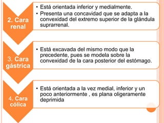 2. Cara
renal
• Está orientada inferior y medialmente.
• Presenta una concavidad que se adapta a la
convexidad del extremo superior de la glándula
suprarrenal.
3. Cara
gástrica
• Está excavada del mismo modo que la
precedente, pues se modela sobre la
convexidad de la cara posterior del estómago.
4. Cara
cólica
• Está orientada a la vez medial, inferior y un
poco anteriormente , es plana oligeramente
deprimida
 