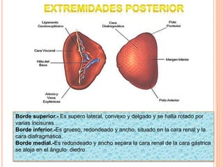 Borde superior.- Es supero lateral, convexo y delgado y se halla rotado por
varias incisuras .
Borde inferior.-Es grueso, redondeado y ancho, situado en la cara renal y la
cara diafragmática.
Borde medial.-Es redondeado y ancho separa la cara renal de la cara gástrica
se aloja en el ángulo diedro
 