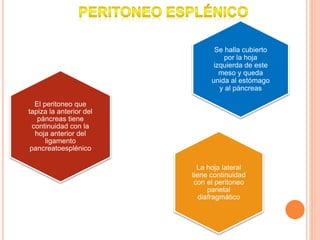 El peritoneo que
tapiza la anterior del
páncreas tiene
continuidad con la
hoja anterior del
ligamento
pancreatoesplénico
La hoja lateral
tiene continuidad
con el peritoneo
parietal
diafragmático
Se halla cubierto
por la hoja
izquierda de este
meso y queda
unida al estómago
y al páncreas
 
