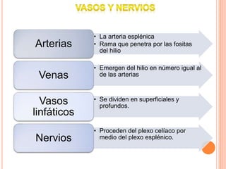 • La arteria esplénica
• Rama que penetra por las fositas
del hilio
Arterias
• Emergen del hilio en número igual al
de las arteriasVenas
• Se dividen en superficiales y
profundos.
Vasos
linfáticos
• Proceden del plexo celíaco por
medio del plexo esplénico.Nervios
 