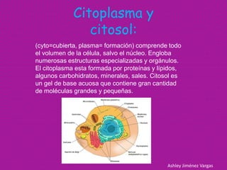 Citoplasma y
                citosol:
(cyto=cubierta, plasma= formación) comprende todo
el volumen de la célula, salvo el núcleo. Engloba
numerosas estructuras especializadas y orgánulos.
El citoplasma esta formada por proteínas y lípidos,
algunos carbohidratos, minerales, sales. Citosol es
un gel de base acuosa que contiene gran cantidad
de moléculas grandes y pequeñas.




                                              Ashley Jiménez Vargas
 