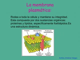 La membrana
              plasmática:
Rodea a toda la célula y mantiene su integridad.
Esta compuesta por dos sustancias orgánicas:
proteínas y lípidos, específicamente fosfolipidos.Es
una estructura dinámica.




                                         Ashley Jiménez Vargas
 