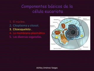Componentes básicos de la
              célula eucariota

1.   El núcleo.
2.   Citoplasma y citosol.
3.   Citoesqueleto .
4.   La membrana plasmática.
5.   Las diversas organelas.




                     Ashley Jiménez Vargas
 