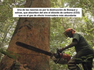 Una de las razones es por la destrucción de Bosque y selvas, que absorben del aire el dióxido de carbono (CO2) que es el gas de efecto invernadero más abundante 