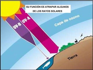 SU FUNCIÓN ES ATRAPAR ALGUNOS  DE LOS RAYOS SOLARES 