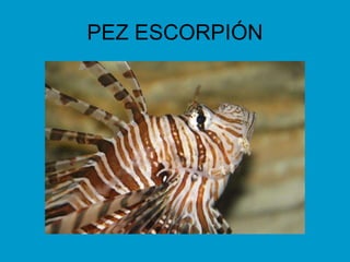 PEZ ESCORPIÓN