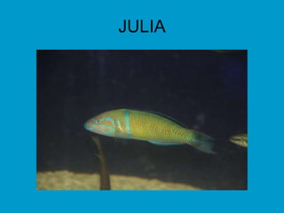 JULIA