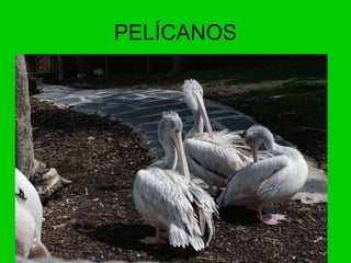 PELÍCANOS