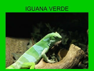 IGUANA VERDE