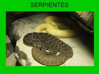 SERPIENTES