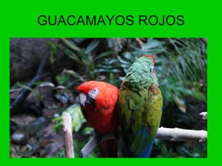 GUACAMAYOS ROJOS