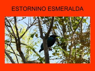 ESTORNINO ESMERALDA