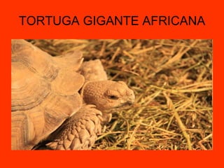 TORTUGA GIGANTE AFRICANA