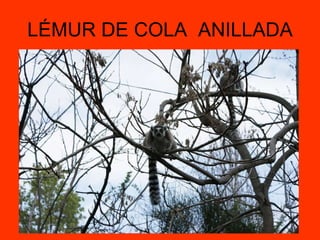 LÉMUR DE COLA ANILLADA