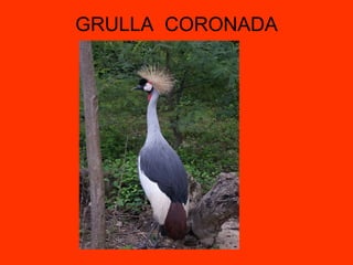 GRULLA CORONADA