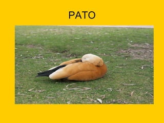 PATO
