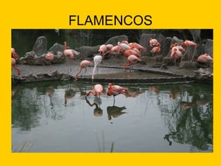 FLAMENCOS