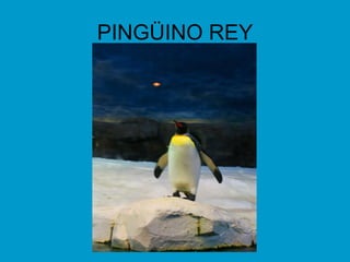 PINGÜINO REY