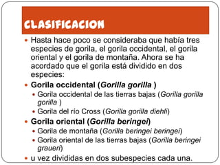 clasificacionHasta hace poco se consideraba que había tres especies de gorila, el gorila occidental, el gorila oriental y el gorila de montaña. Ahora se ha acordado que el gorila está dividido en dos especies:Gorila occidental (Gorilla gorilla )Gorila occidental de las tierras bajas (Gorilla gorilla gorilla ) Gorila del río Cross (Gorilla gorilla diehli) Gorila oriental (Gorilla beringei)Gorila de montaña (Gorilla beringei beringei) Gorila oriental de las tierras bajas (Gorilla beringei graueri) u vez divididas en dos subespecies cada una.