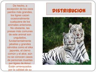 distribucionDe hecho, a excepción de los osos pardos más grandes, los tigres cazan ocasionalmente cualquiera de los animales anteriores. No obstante, las presas más comunes de este animal son ungulados, fundamentalmente jabalíes y grandes cérvidos como el sika japonés, el ciervo común y el alce; aún no se conocen casos de personas muertas por tigres de Amur. Están amenazados por la calidad de su piel y sus huesos, que se venden en el mercado negro asiático.