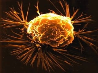 Tratamientos alternos y aplicaciones
   médicas en la investigación de
          células madre.
 