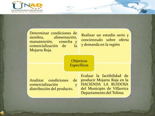 Determinar condiciones de
siembra, alimentación,
manutención, cosecha y
comercialización de la
Mojarra Roja.
Realizar un estudio serio y
concienzudo sobre oferta
y demanda en la región
Analizar condiciones de
comercialización y
distribución del producto.
Evaluar la factibilidad de
producir Mojarra Roja en la
HACIENDA LA RUIDOSA
del Municipio de Villarrica
Departamento del Tolima.
Objetivos
Específicos
 
