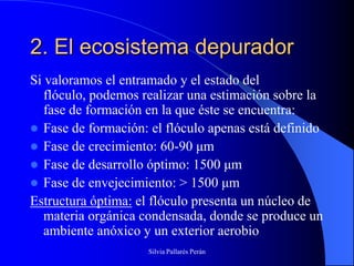 2. El ecosistema depurador
Si valoramos el entramado y el estado del
   flóculo, podemos realizar una estimación sobre la
   fase de formación en la que éste se encuentra:
 Fase de formación: el flóculo apenas está definido
 Fase de crecimiento: 60-90 μm
 Fase de desarrollo óptimo: 1500 μm
 Fase de envejecimiento: > 1500 μm
Estructura óptima: el flóculo presenta un núcleo de
   materia orgánica condensada, donde se produce un
   ambiente anóxico y un exterior aerobio
                     Silvia Pallarés Perán
 