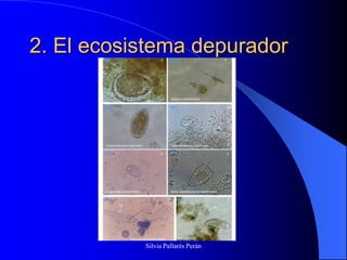 2. El ecosistema depurador




           Silvia Pallarés Perán
 