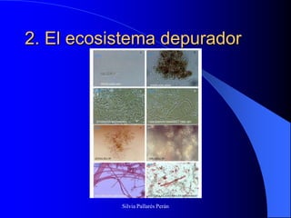 2. El ecosistema depurador




           Silvia Pallarés Perán
 