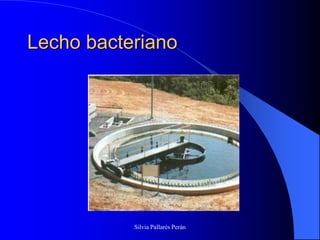 Lecho bacteriano




           Silvia Pallarés Perán
 