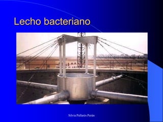 Lecho bacteriano




           Silvia Pallarés Perán
 