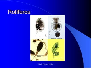 Rotíferos




            Silvia Pallarés Perán
 