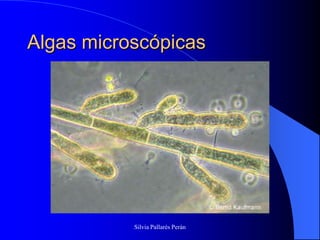 Algas microscópicas




           Silvia Pallarés Perán
 