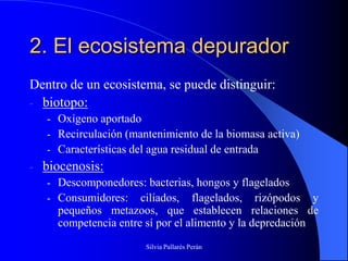 2. El ecosistema depurador
Dentro de un ecosistema, se puede distinguir:
- biotopo:
    - Oxígeno aportado
    - Recirculación (mantenimiento de la biomasa activa)
    - Características del agua residual de entrada
-   biocenosis:
    - Descomponedores: bacterias, hongos y flagelados
    - Consumidores: ciliados, flagelados, rizópodos         y
      pequeños metazoos, que establecen relaciones de
      competencia entre sí por el alimento y la depredación
                        Silvia Pallarés Perán
 