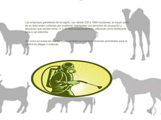 Las empresas ganaderas de la región, van desde 330 a 1800 hectáreas, la mayor parte 
de su área estan cubiertas por praderas, manejadas con periodos de ocupación y 
descanso que oscilan entre 17 a 42 días respectivamente, utilizando como fertilizante 
urea o cal dolomita. 
Así como en todas las demás fincas también se practican diversas actividades para el 
control de plagas o malezas. 
 