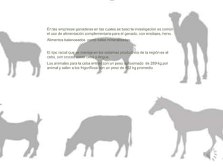 En las empresas ganaderas en las cuales se baso la investigación es común 
el uso de alimentación complementaria para el ganado, con ensilajes, heno. 
Alimentos balanceados como sales mineralizadas. 
El tipo racial que se maneja en los sistemas productivos de la región es el 
cebú, con cruces como cebú y Angus. 
Los animales para la ceba entran con un peso aproximado de 289 kg por 
animal y salen a los frigoríficos con un peso de 462 kg promedio 
 