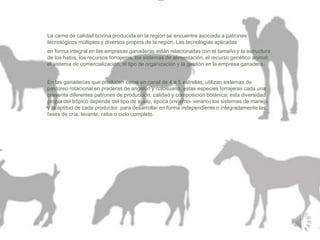 La carne de calidad bovina producida en la región se encuentra asociada a patrones 
tecnológicos múltiples y diversos propios de la región, Las tecnologías aplicadas 
en forma integral en las empresas ganaderas están relacionadas con el tamaño y la estructura 
de los hatos, los recursos forrajeros, los sistemas de alimentación, el recurso genético animal, 
el sistema de comercialización, el tipo de organización y la gestión en la empresa ganadera. 
En las ganaderías que producen carne en canal de 4 a 5 estrellas, utilizan sistemas de 
pastoreo rotacional en praderas de angelón y colosuana, estas especies forrajeras cada una 
presenta diferentes patrones de producción, calidad y composición botánica; esta diversidad 
propia del trópico depende del tipo de suelo, época (invierno- verano) los sistemas de manejo 
y la aptitud de cada productor para desarrollar en forma independiente o integradamente las 
fases de cría, levante, ceba o ciclo completo. 
 