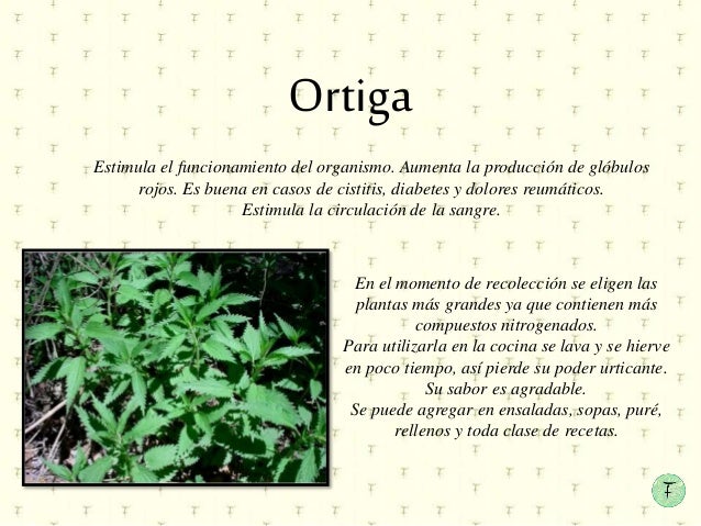 Plantas Medicinales En La Plaza 25 De Mayo