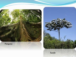 Pangana
Sande
 