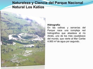 Naturaleza y Ciencia del Parque Nacional
Natural Los Katíos
Hidrografía:
En las colinas y serranías del
Parque nace una compleja red
hidrográfica que abastece el río
Atrato, uno de los más caudalosos
del mundo, que vierte al Mar Caribe
4.900 m3 de agua por segundo.
 