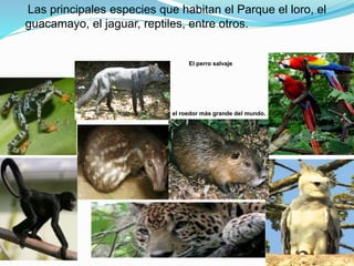 Las principales especies que habitan el Parque el loro, el
guacamayo, el jaguar, reptiles, entre otros.
El perro salvaje
el roedor más grande del mundo.
 