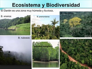 Ecosistema y Biodiversidad
El Darién es una zona muy húmeda y lluviosa.
B. premontanos
B. montanos
B. nubosos
B. enanos
grandes manglares
 