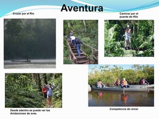 Aventura Caminar por el
puente de Hilo
Desde adentro se puede ver las
Anidaciones de aves
Competencia de remar
Cruzar por el Rio
 
