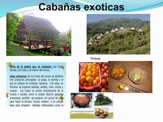 Cabañas exoticas
Pixbae
 
