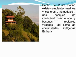  Dentro de Punta Patiño
existen ambientes marinos
y costeros , humedales ,
ríos, bosques de
crecimiento secundario y
bosques tropicales
vírgenes , así como las
comunidades indígenas
Embera .
 
