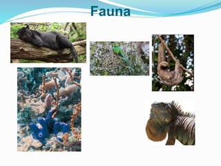 Fauna
 
