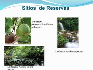 Sitios de Reservas
El Borojo
para curar los riñones,
pulmones
La Cascada de Punta patiño
La Reserva Natural Punta
 