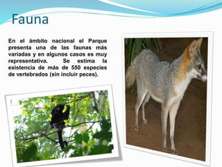 Fauna
En el ámbito nacional el Parque
presenta una de las faunas más
variadas y en algunos casos es muy
representativa. Se estima la
existencia de más de 550 especies
de vertebrados (sin incluir peces).
Mono Aullador
Zorro cangrejero
 